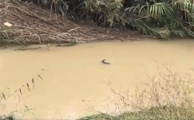 Una nutria nadando, este viernes, en el Segura.