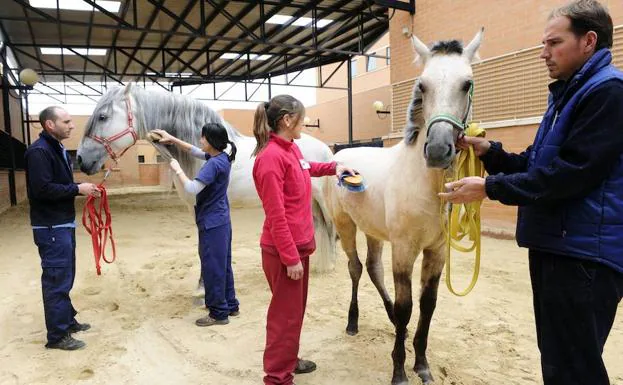 Estudiantes tratando a caballos en la zona de équidos del Hospital Clínico de la Facultad de Veterinaria de la Universidad de Murcia. 