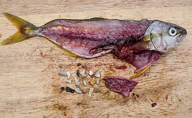 ¡Alarma!, comemos cada vez más plástico invisible