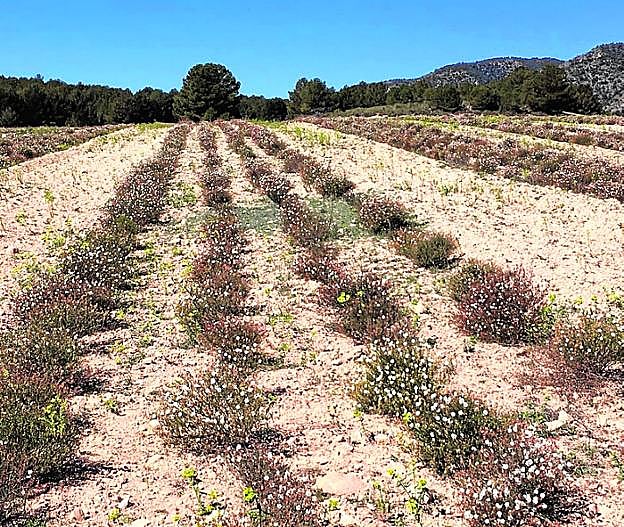 Campo de cultivo de trufas del desierto, en Caravaca. 