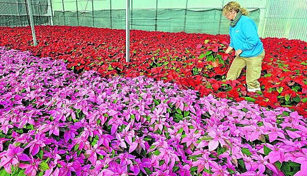 Una empleada de los viveros municipales, ayer, entre un mar de flores de Pascua de las dos variedades que se plantarán. agm