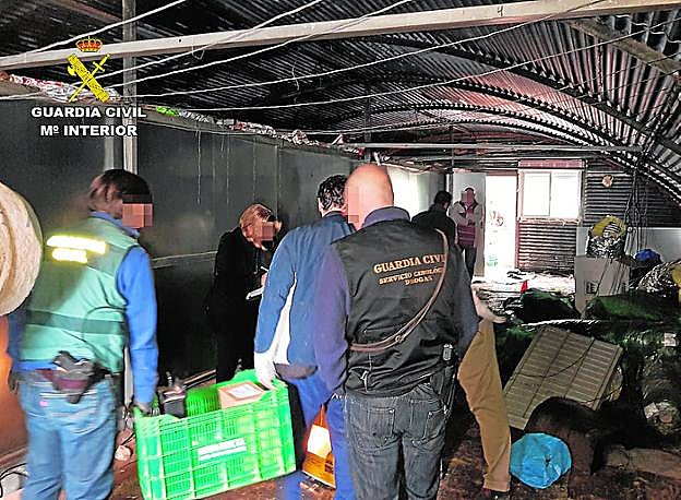 Agentes en el interior de uno de los invernaderos. 