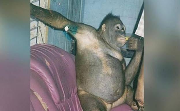 Rescatan a una orangután que llevaba años prostituyéndose con hombres