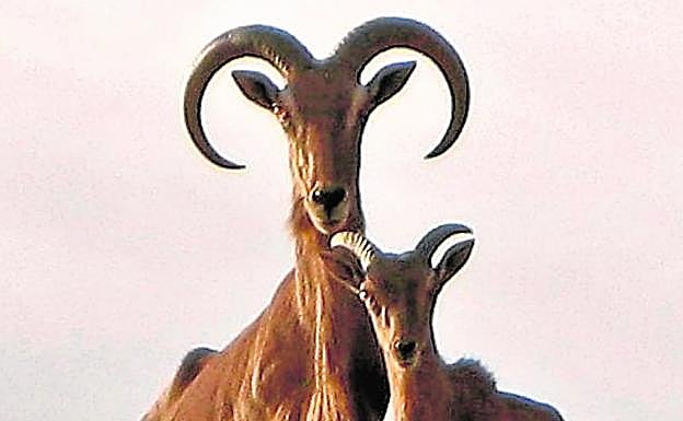 Una hembra de arruí con su choto, en Sierra Espuña. navarro
