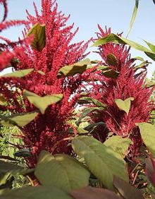 Imagen secundaria 2 - Cultivo de quinoa en Moysan Land, de La Hoya de Lorca. | Variedades locales de melocotoneros en Casa Pareja.| Cultivo de amaranto.