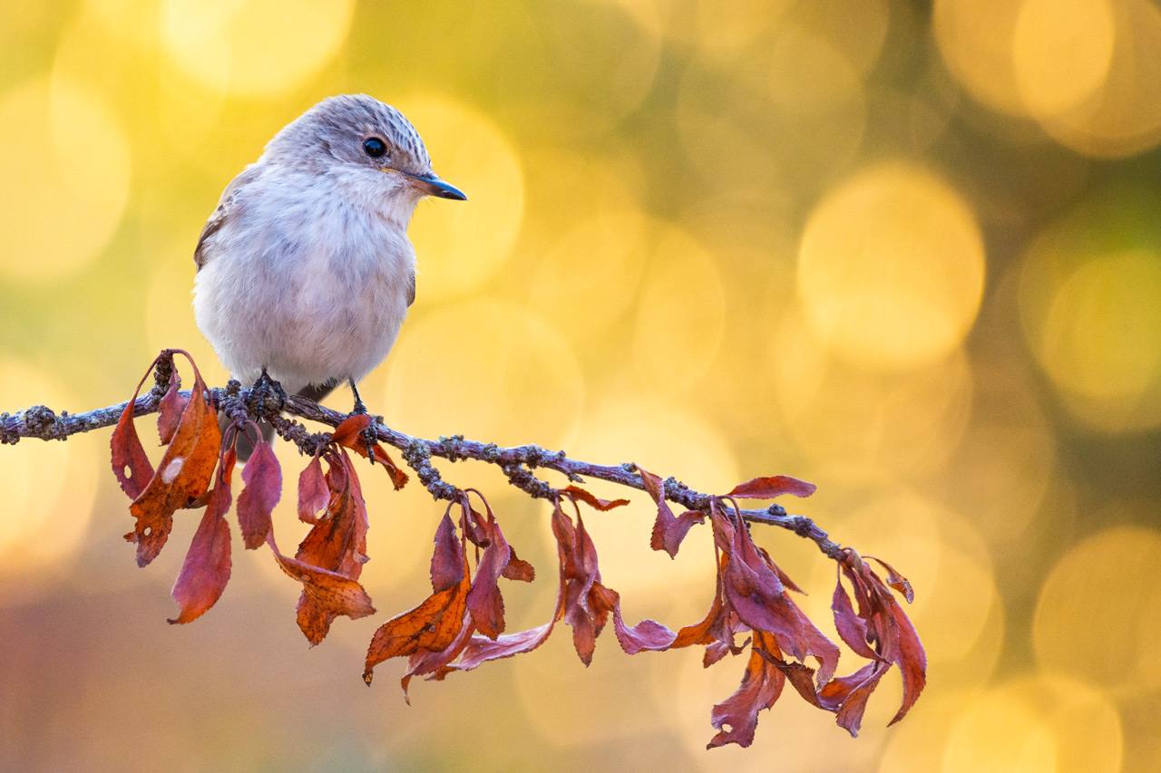 Espectaculares rapaces, aves acuáticas y pequeños pájaros forestales ofrecen su mejor cara en el palmarés del concurso internacional de fotografía de SEO/BirdLife