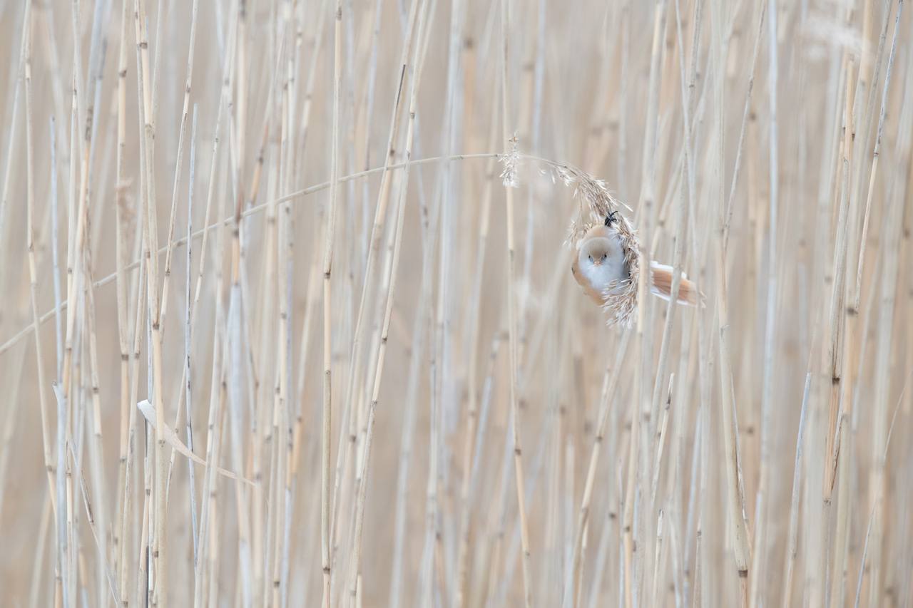 Espectaculares rapaces, aves acuáticas y pequeños pájaros forestales ofrecen su mejor cara en el palmarés del concurso internacional de fotografía de SEO/BirdLife