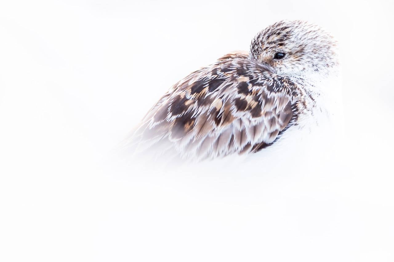 Espectaculares rapaces, aves acuáticas y pequeños pájaros forestales ofrecen su mejor cara en el palmarés del concurso internacional de fotografía de SEO/BirdLife