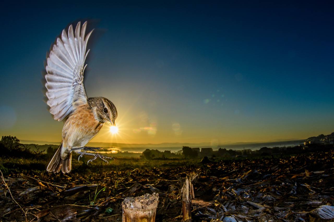 Espectaculares rapaces, aves acuáticas y pequeños pájaros forestales ofrecen su mejor cara en el palmarés del concurso internacional de fotografía de SEO/BirdLife