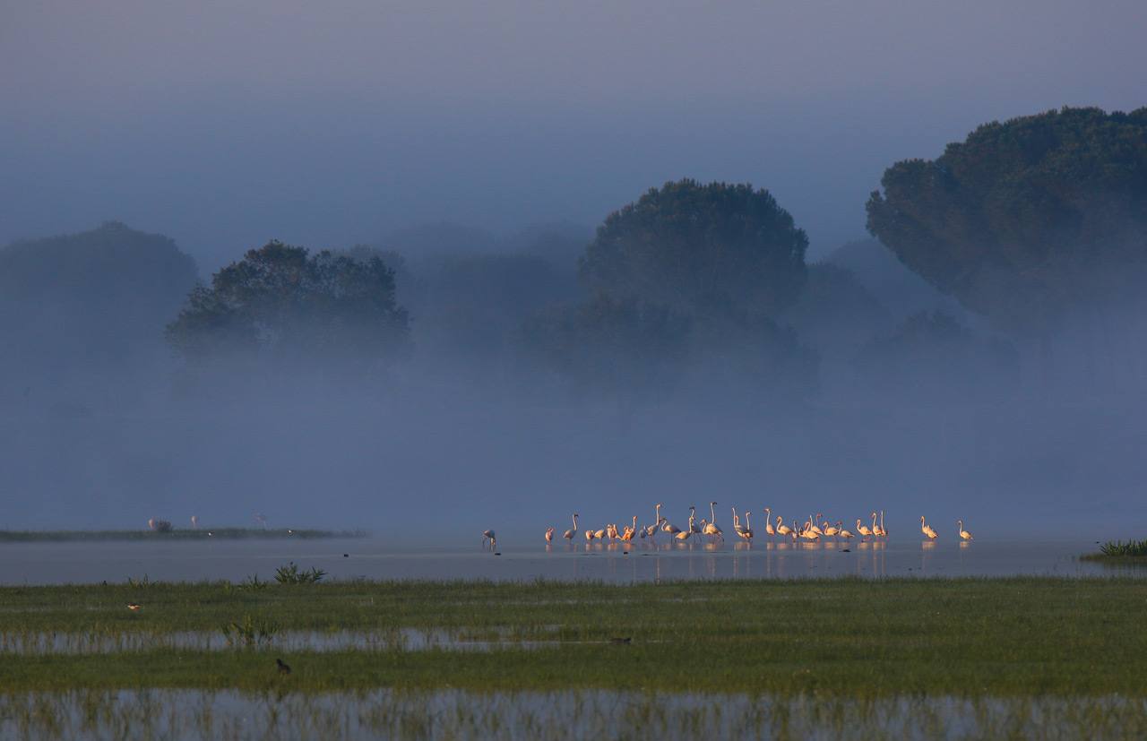 Espectaculares rapaces, aves acuáticas y pequeños pájaros forestales ofrecen su mejor cara en el palmarés del concurso internacional de fotografía de SEO/BirdLife