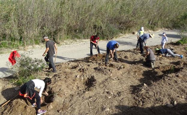Un grupo de voluntarios planta arbustos autóctonos.