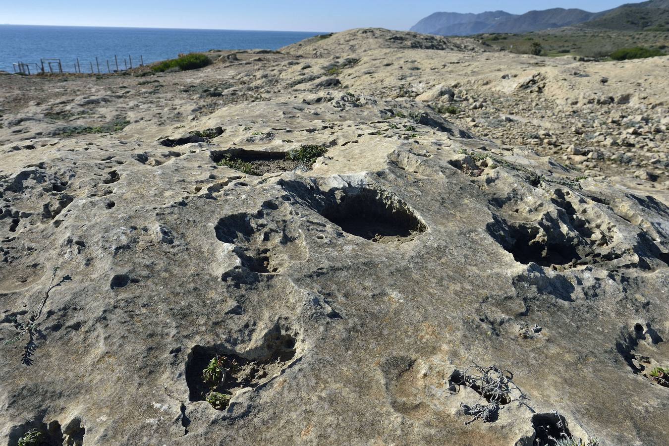 Detalle de la duna fósil, en la que crecen las margaritas de mar.