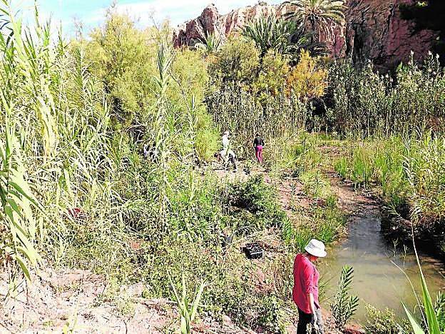 Un grupo de voluntarios trabaja en la reforestación y retirada de especies exóticas en el Chícamo. 