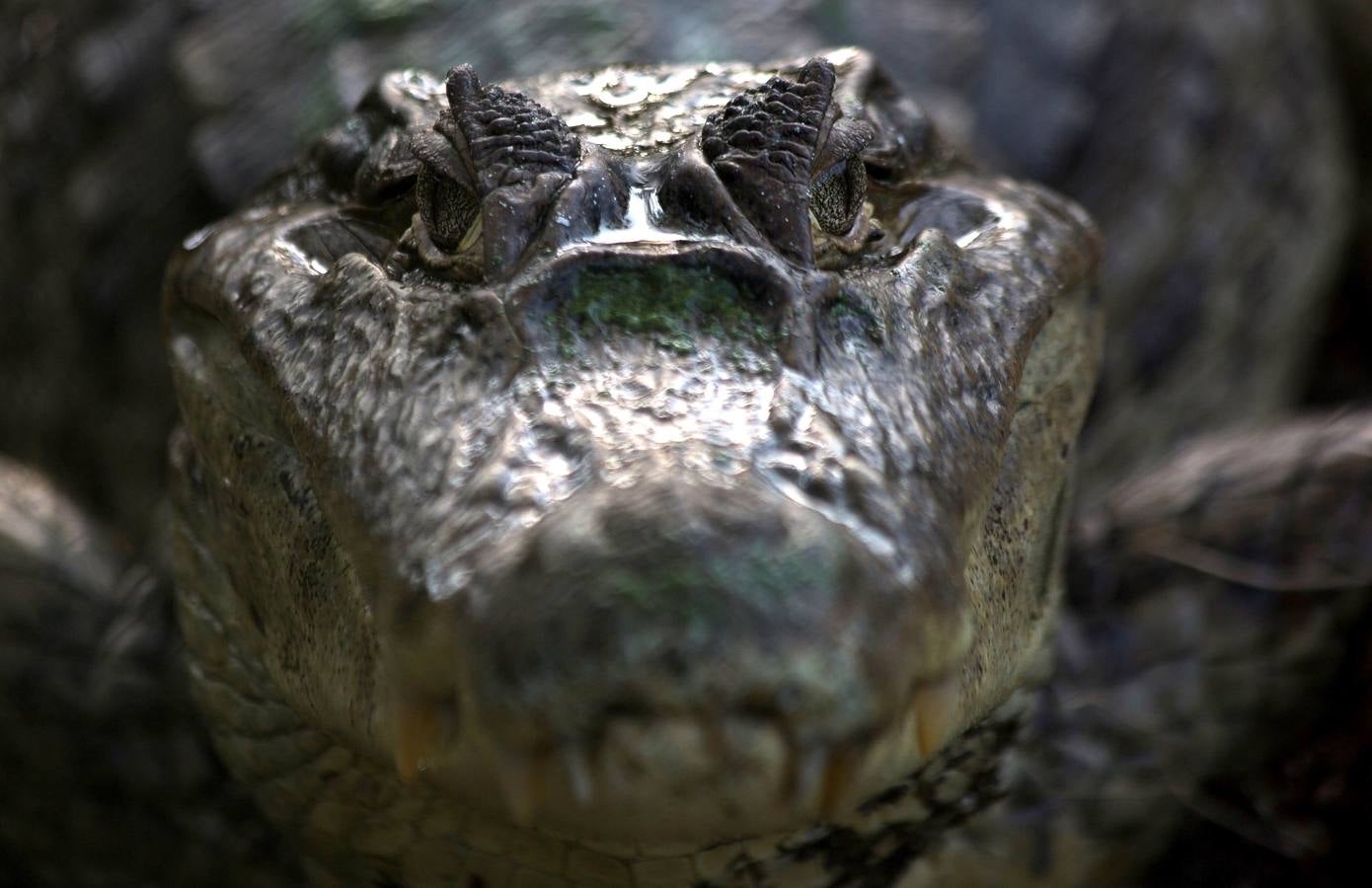El Vivarium del Caribe, ubicado a 15 minutos al norte de Cartagena de Indias, desarrolla un programa de repoblamiento interno de reptiles que pretende extender a las zonas ribereñas del río Magdalena donde estos animales están desapareciendo. EFE
