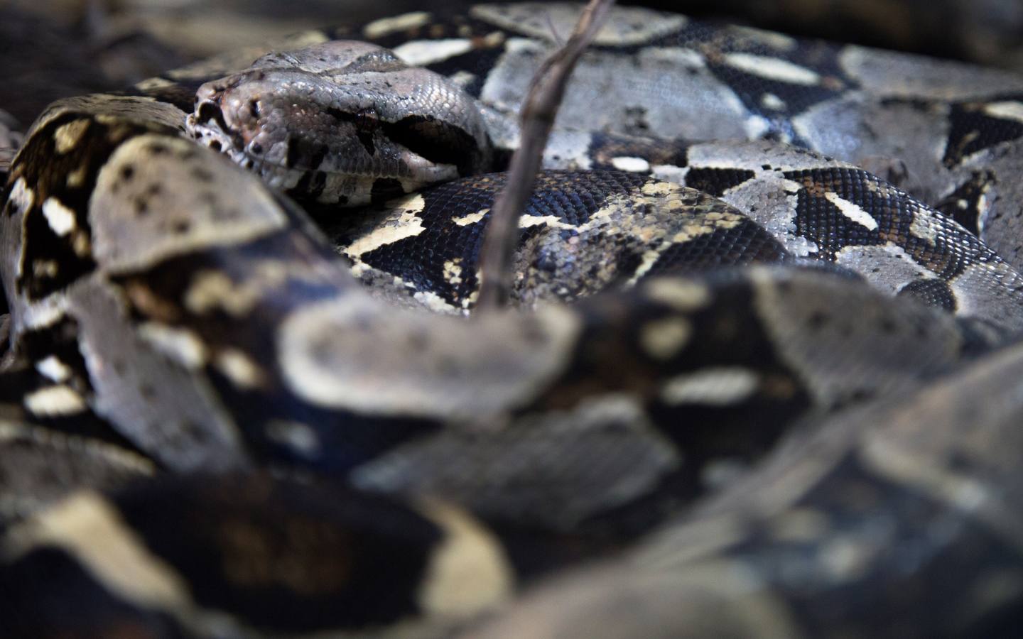 El Vivarium del Caribe, ubicado a 15 minutos al norte de Cartagena de Indias, desarrolla un programa de repoblamiento interno de reptiles que pretende extender a las zonas ribereñas del río Magdalena donde estos animales están desapareciendo. EFE