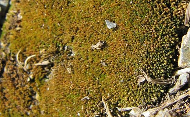 Imagen del hongo 'Monascus purpureus'. 