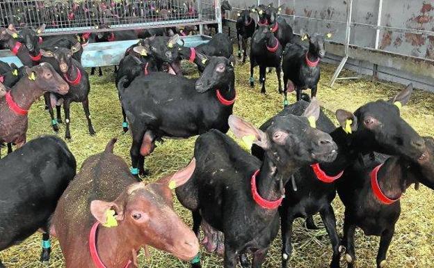 Un rebaño de cabras en un corral.