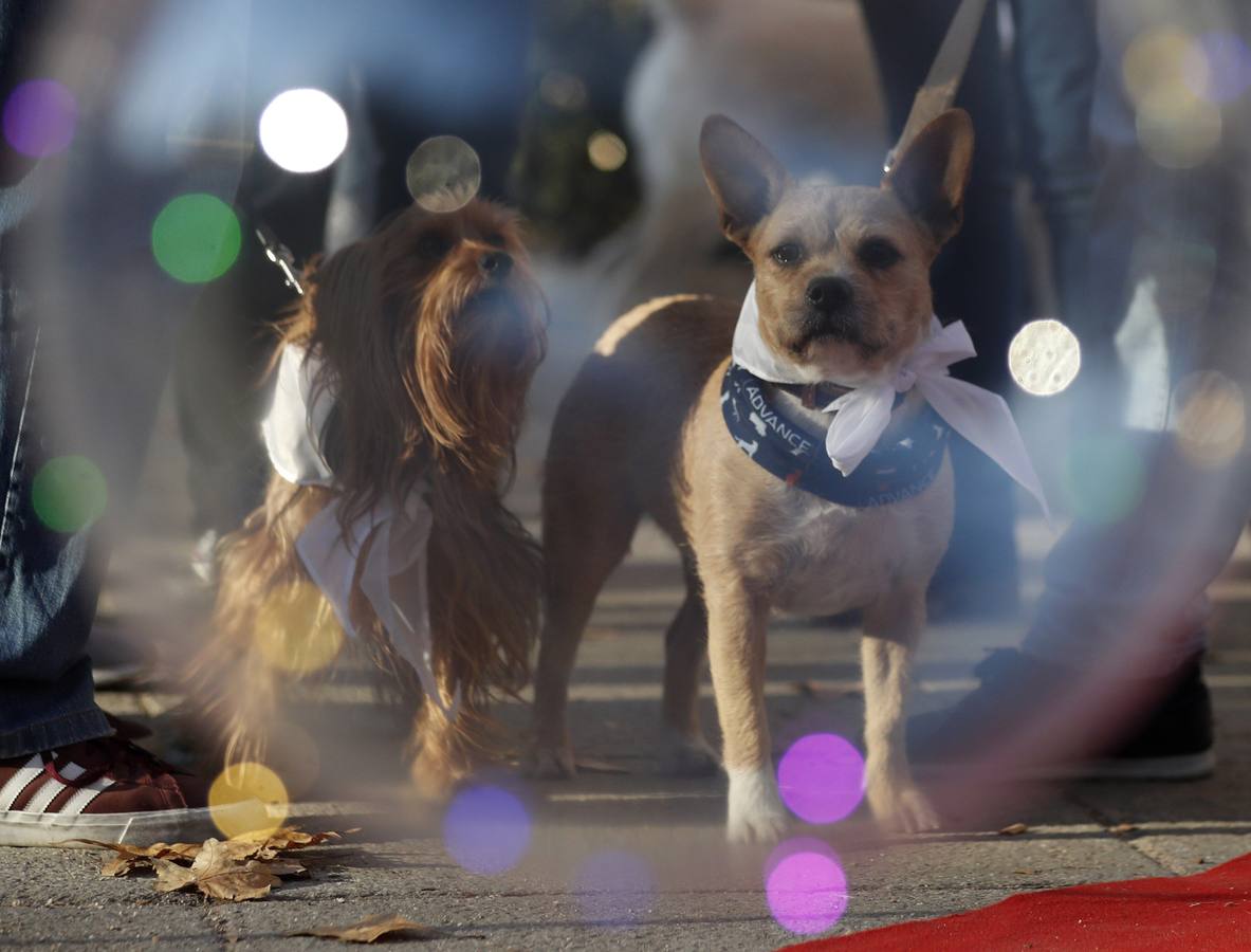 Varias personas con sus perros participan en la octava edición de la Sanperrestre, una iniciativa promovida por la protectora El Refugio que pretende concienciar sobre la importancia de adoptar mascotas en lugar de comprarlas.