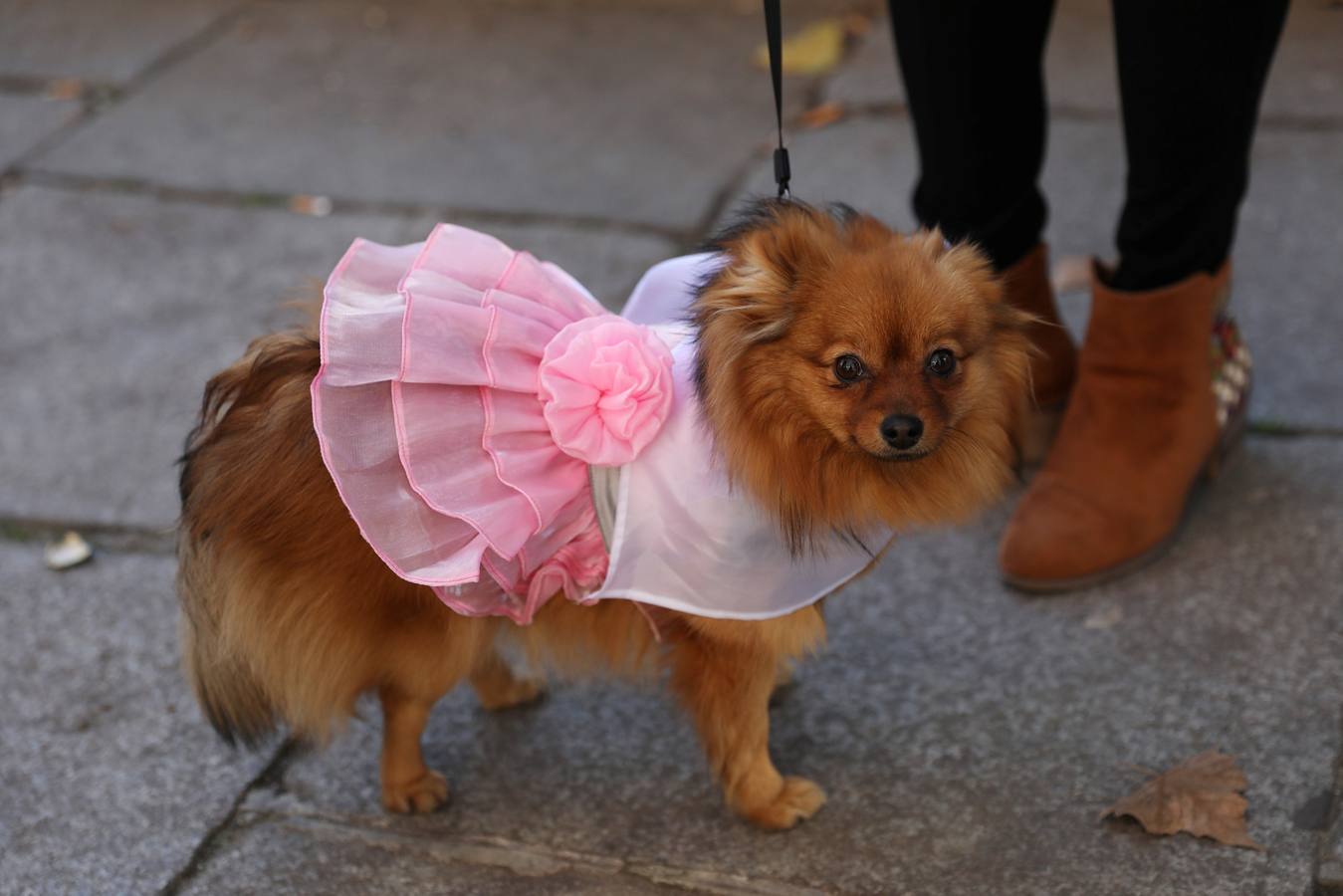 Varias personas con sus perros participan en la octava edición de la Sanperrestre, una iniciativa promovida por la protectora El Refugio que pretende concienciar sobre la importancia de adoptar mascotas en lugar de comprarlas.