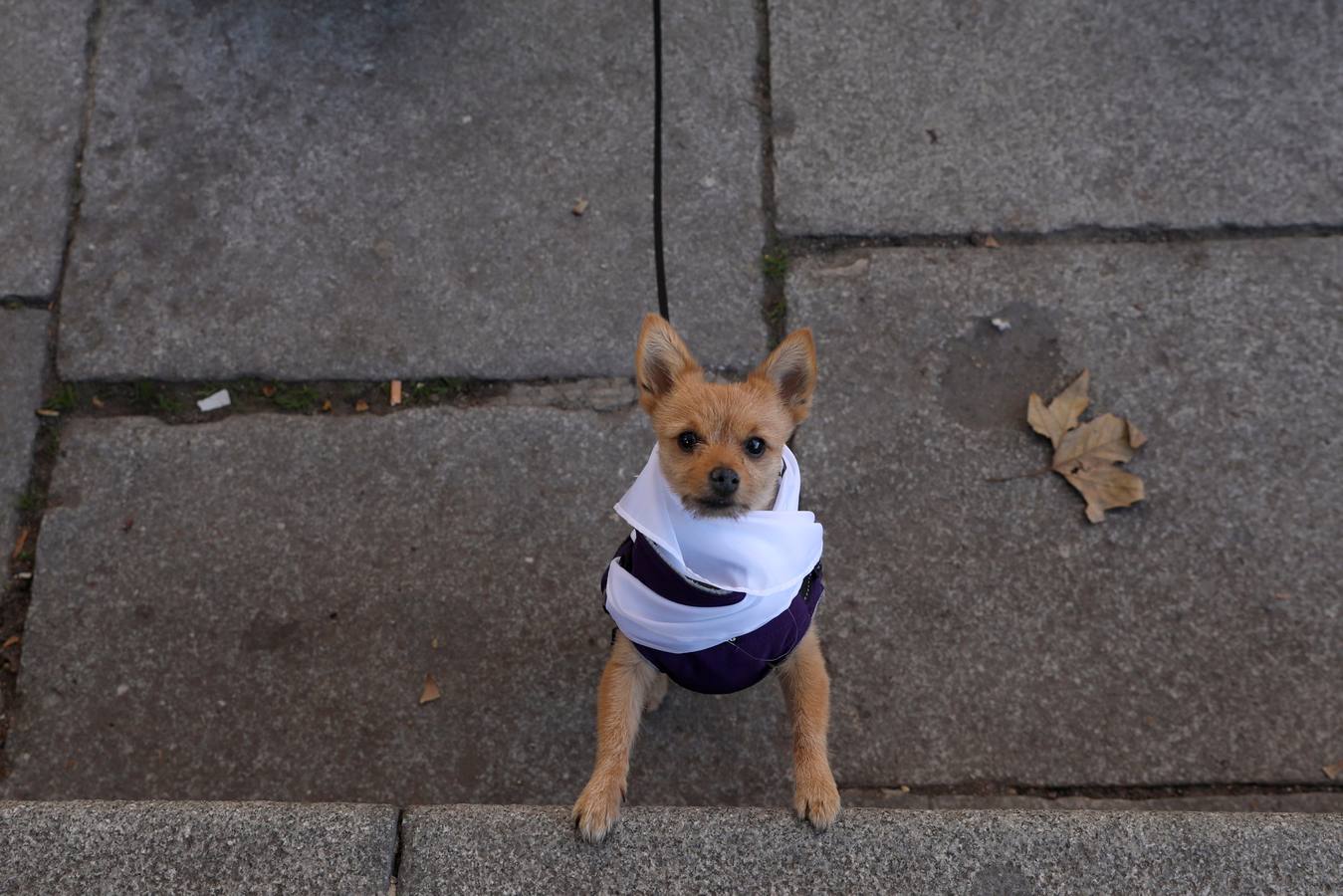 Varias personas con sus perros participan en la octava edición de la Sanperrestre, una iniciativa promovida por la protectora El Refugio que pretende concienciar sobre la importancia de adoptar mascotas en lugar de comprarlas.