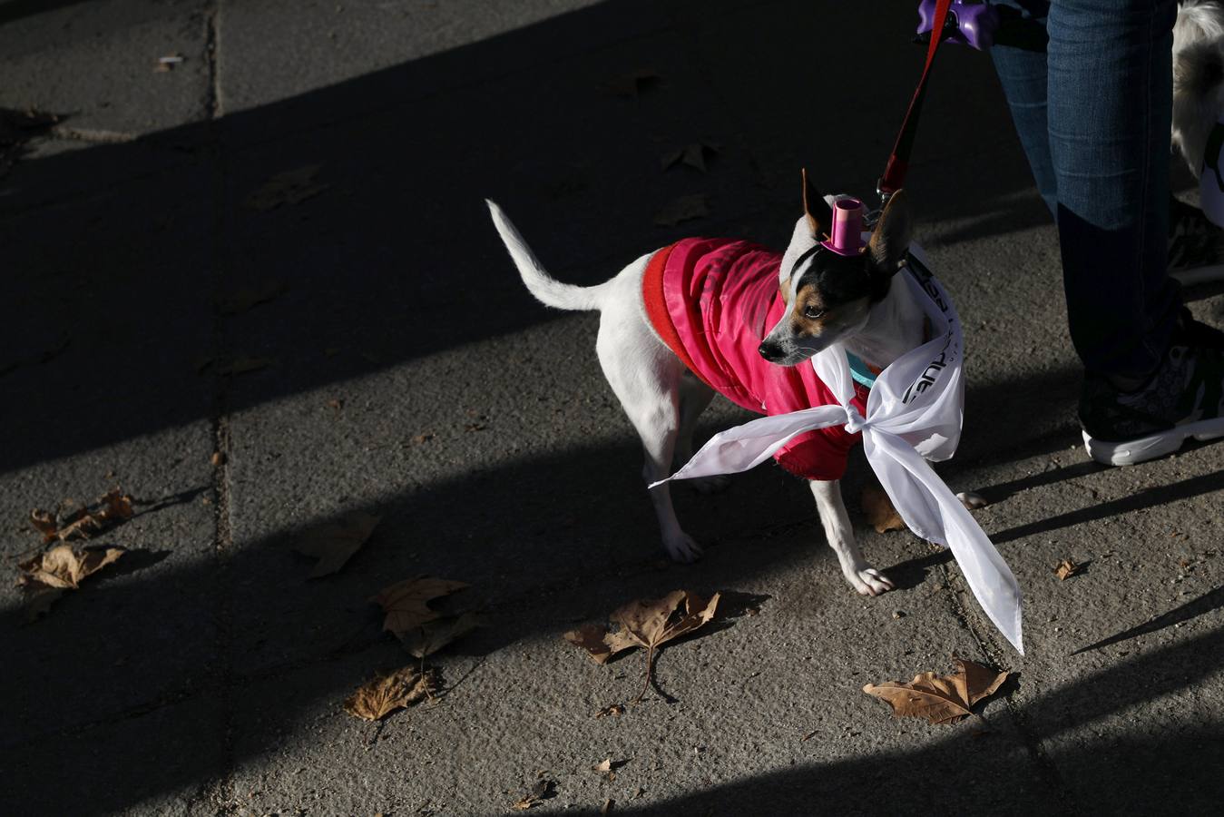 Varias personas con sus perros participan en la octava edición de la Sanperrestre, una iniciativa promovida por la protectora El Refugio que pretende concienciar sobre la importancia de adoptar mascotas en lugar de comprarlas.