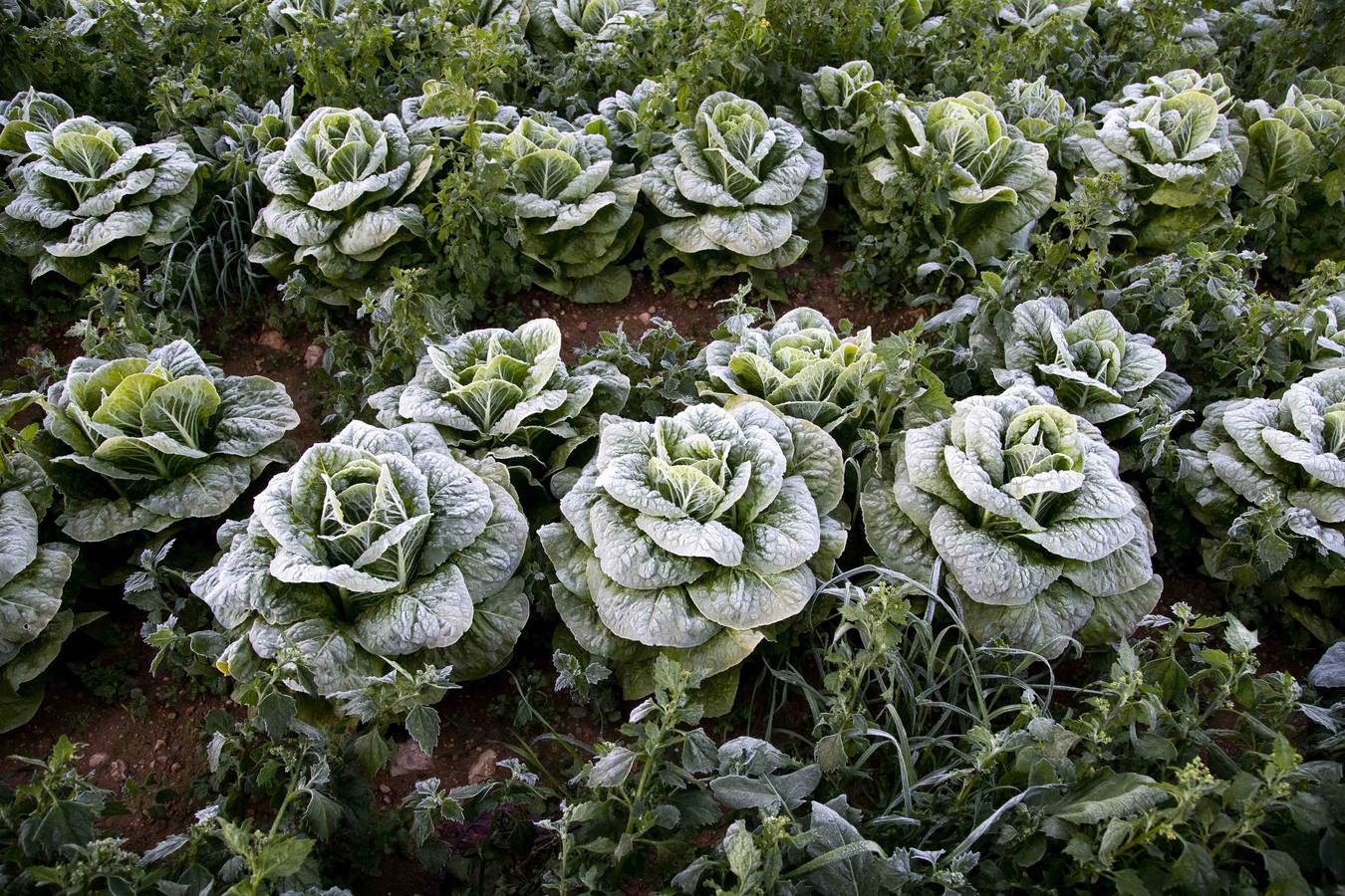 La Aemet mantiene la alerta amarilla para hoy en el Noroeste y el Altiplano, donde las temperaturas gélidas no provocaron pérdidas