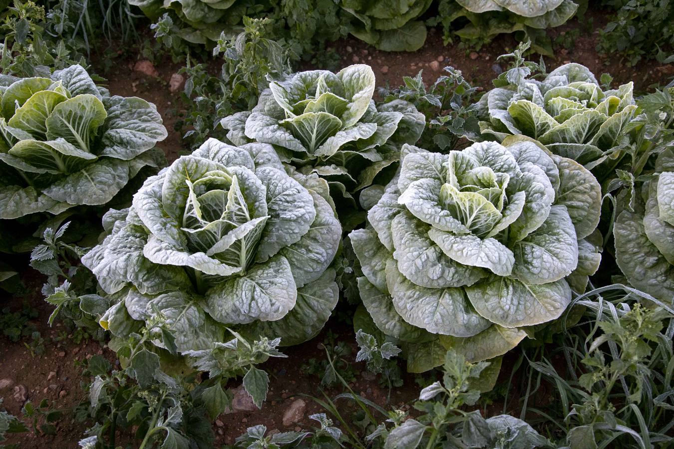 La Aemet mantiene la alerta amarilla para hoy en el Noroeste y el Altiplano, donde las temperaturas gélidas no provocaron pérdidas