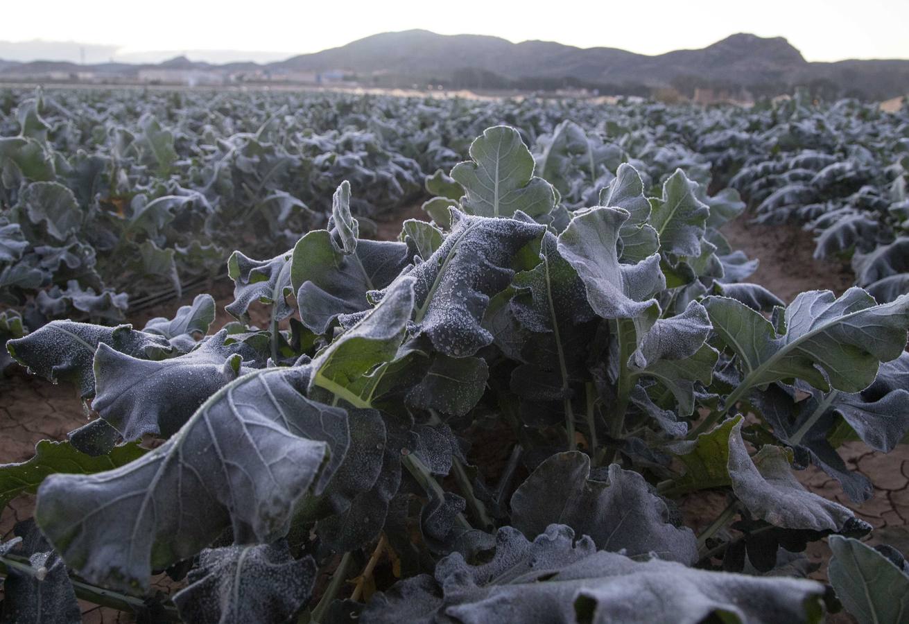 La Aemet mantiene la alerta amarilla para hoy en el Noroeste y el Altiplano, donde las temperaturas gélidas no provocaron pérdidas