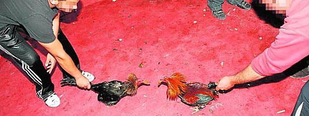 Dos aficionados a los gallos enfrentan a sus ejemplares en un reñidero de Sangonera la Verde, en una foto de archivo. 