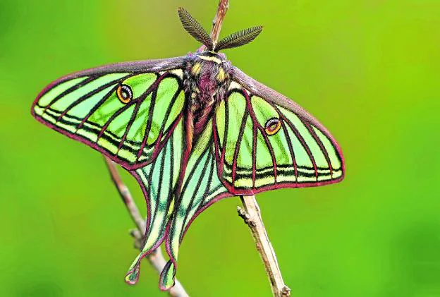 Un ejemplar de la espectacular mariposa nocturna 'Actias isabelae' o isabelina con las alas abiertas. 