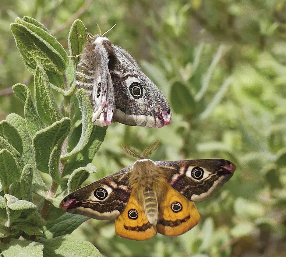 ‘Saturnia pavonia’. El pequeño pavón es, de las seis especies de satúrnidos presentes en España, la más pequeña. Es una mariposa nocturna cuya hembra es capaz de atraer durante el día al macho con sus feromonas, que detecta con sus antenas plumosas a dos kilómetros de distancia. Habita en la Región. :
