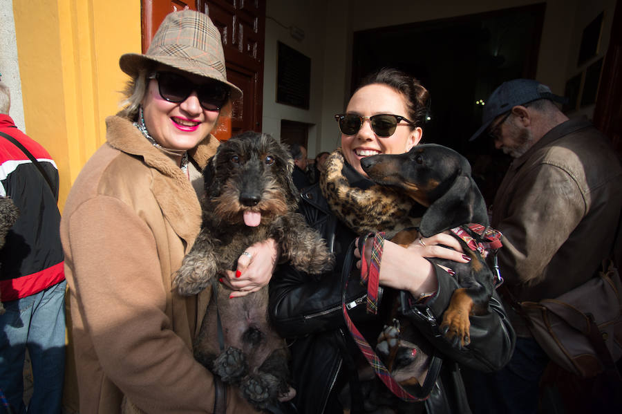 La ermita de San Antón acogió a un centenar de murcianos que llevaron a sus mascotas para que fueran regadas con agua bendita por el padre Jorge Rodríguez