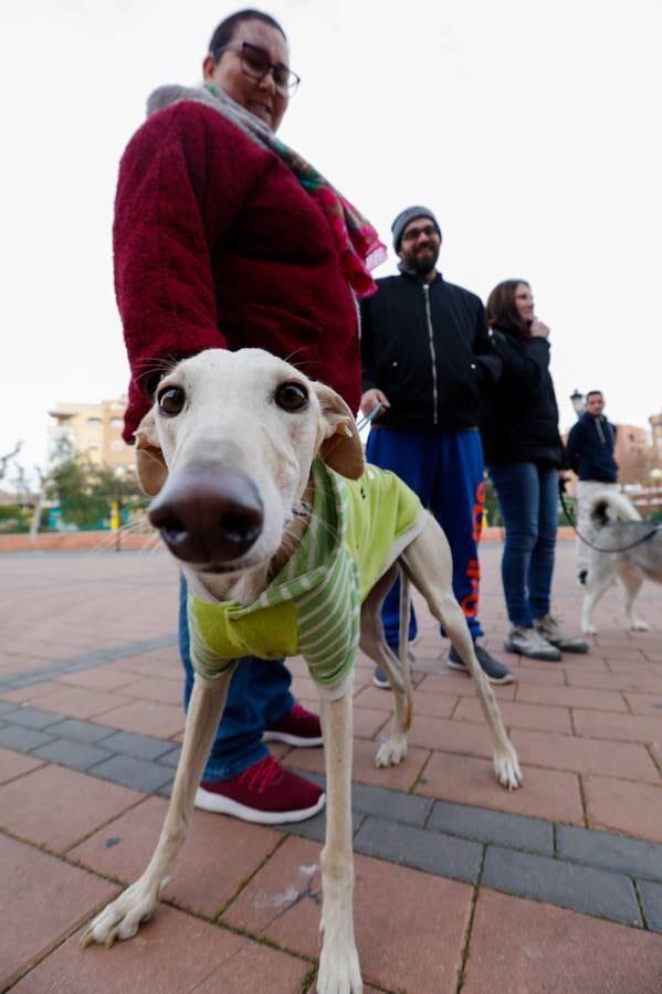 Las mascotas de Molina reciben la bendición de San Antón.