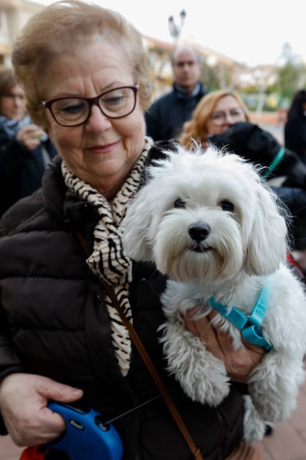 Las mascotas de Molina reciben la bendición de San Antón.