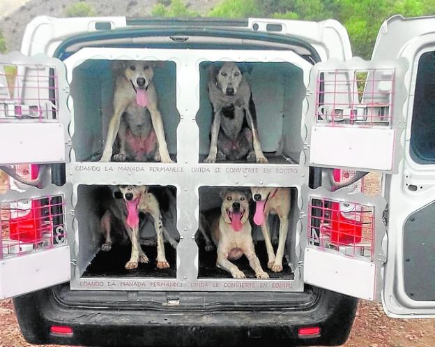 Arriba, el primer patinete que Tomás construyó para su perro 'Lobo'; debajo, furgoneta con los 'box' para perros. 