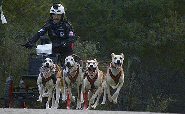 Tomás Ruiz, durante una carrera, con sus perros de raza alaskana. 
