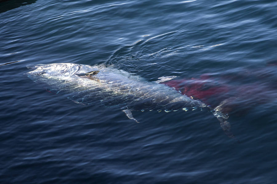 Japón 'pesca' por toneladas el atún que cría en aguas de la Región de Murcia