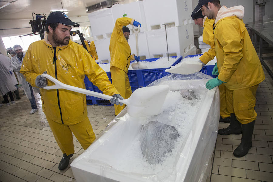 Japón 'pesca' por toneladas el atún que cría en aguas de la Región de Murcia