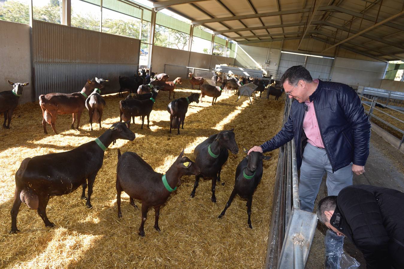 El consejero de Agua, Agricultura y Ganadería, Miguel Ángel del Amor, ha visitado la granja caprina Kpra de Mula que es la más grande de la Región con 3.500 cabras de la raza murciano-granadina