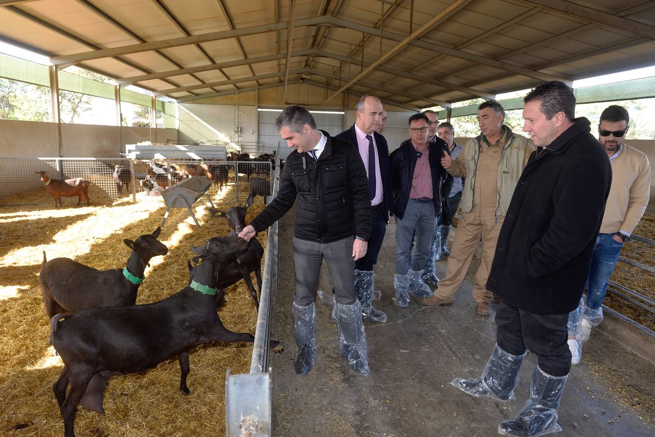 El consejero de Agua, Agricultura y Ganadería, Miguel Ángel del Amor, ha visitado la granja caprina Kpra de Mula que es la más grande de la Región con 3.500 cabras de la raza murciano-granadina