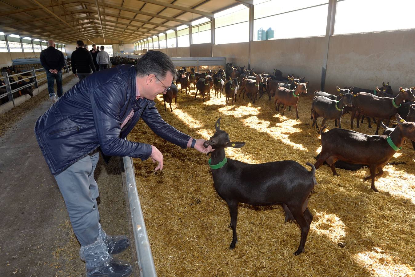 El consejero de Agua, Agricultura y Ganadería, Miguel Ángel del Amor, ha visitado la granja caprina Kpra de Mula que es la más grande de la Región con 3.500 cabras de la raza murciano-granadina