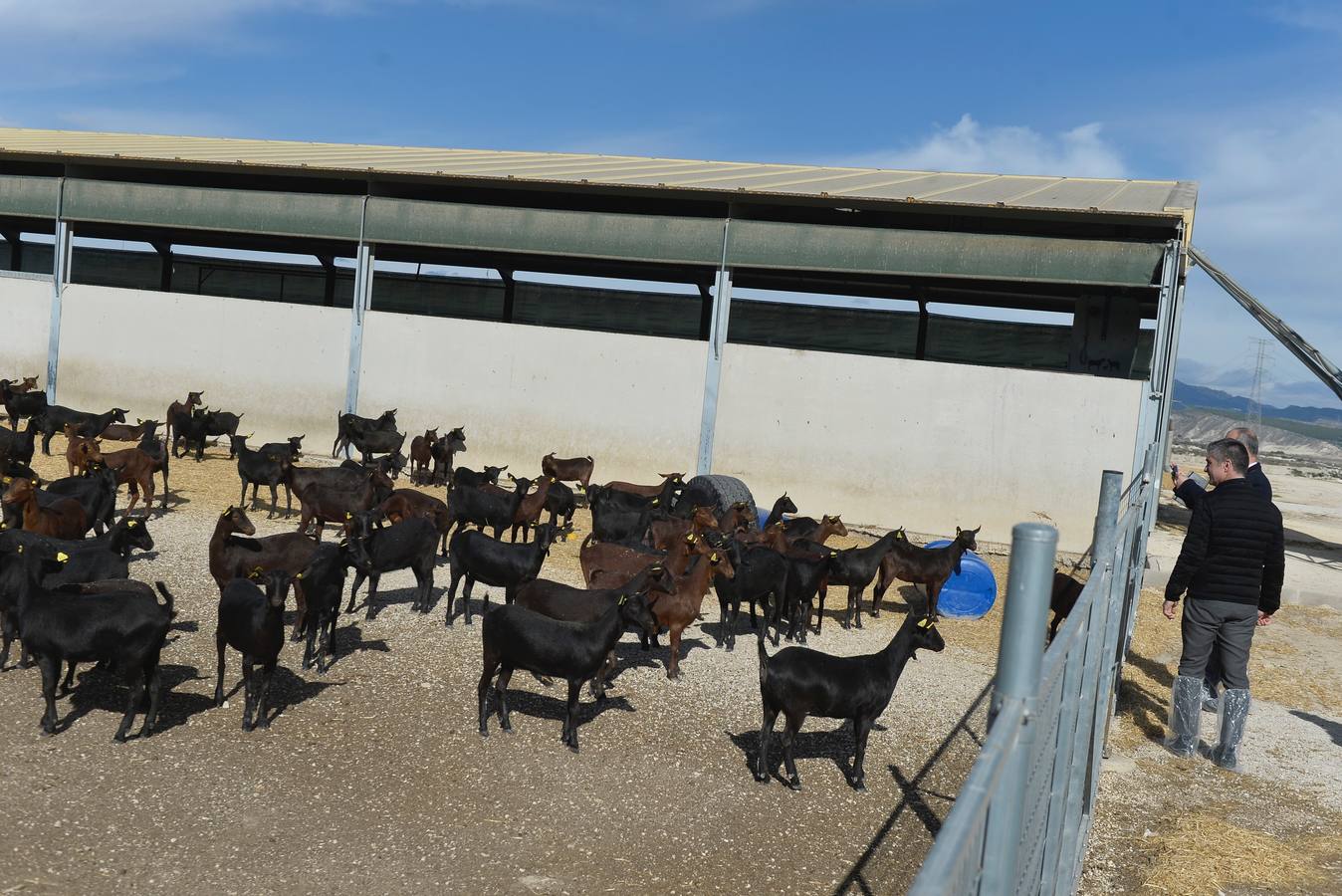 El consejero de Agua, Agricultura y Ganadería, Miguel Ángel del Amor, ha visitado la granja caprina Kpra de Mula que es la más grande de la Región con 3.500 cabras de la raza murciano-granadina