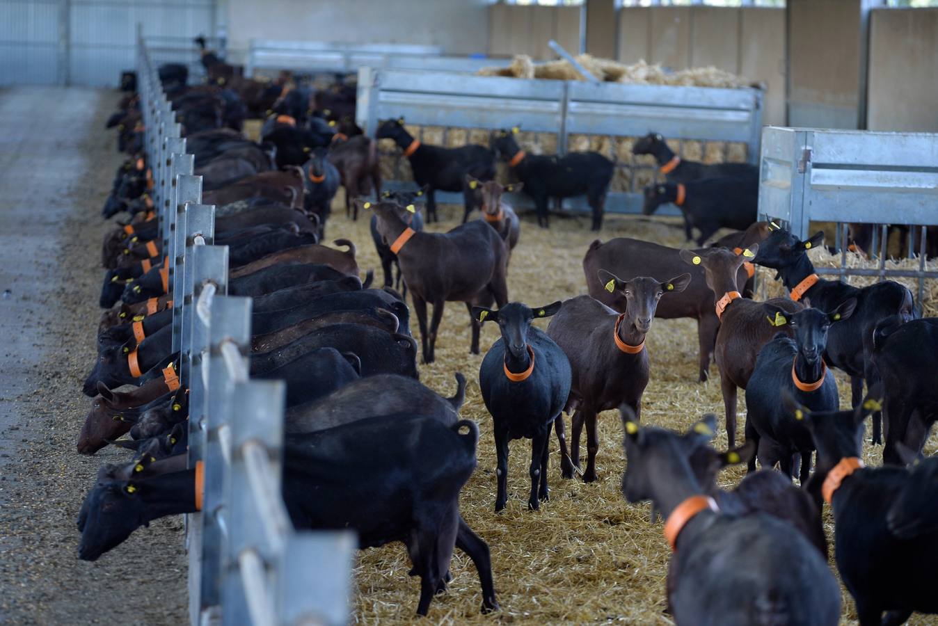 El consejero de Agua, Agricultura y Ganadería, Miguel Ángel del Amor, ha visitado la granja caprina Kpra de Mula que es la más grande de la Región con 3.500 cabras de la raza murciano-granadina