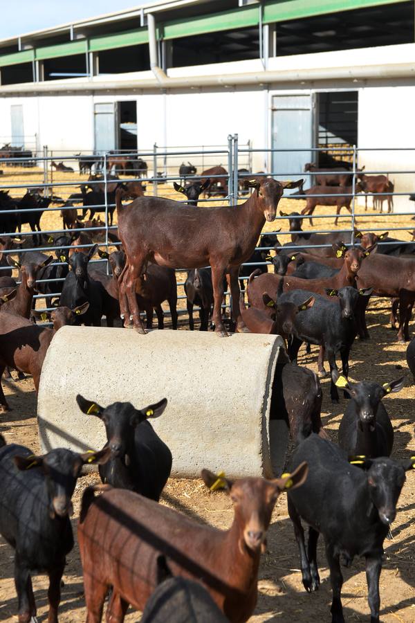 El consejero de Agua, Agricultura y Ganadería, Miguel Ángel del Amor, ha visitado la granja caprina Kpra de Mula que es la más grande de la Región con 3.500 cabras de la raza murciano-granadina