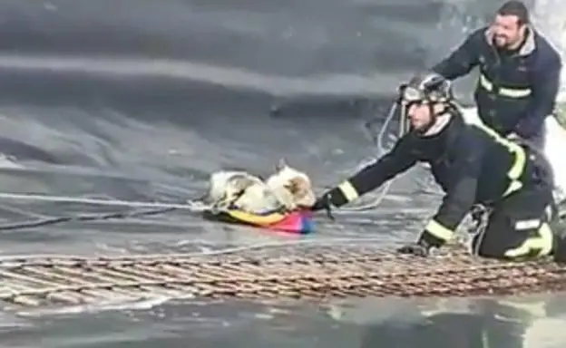 Los bomberos rescatan al perro de la balsa.