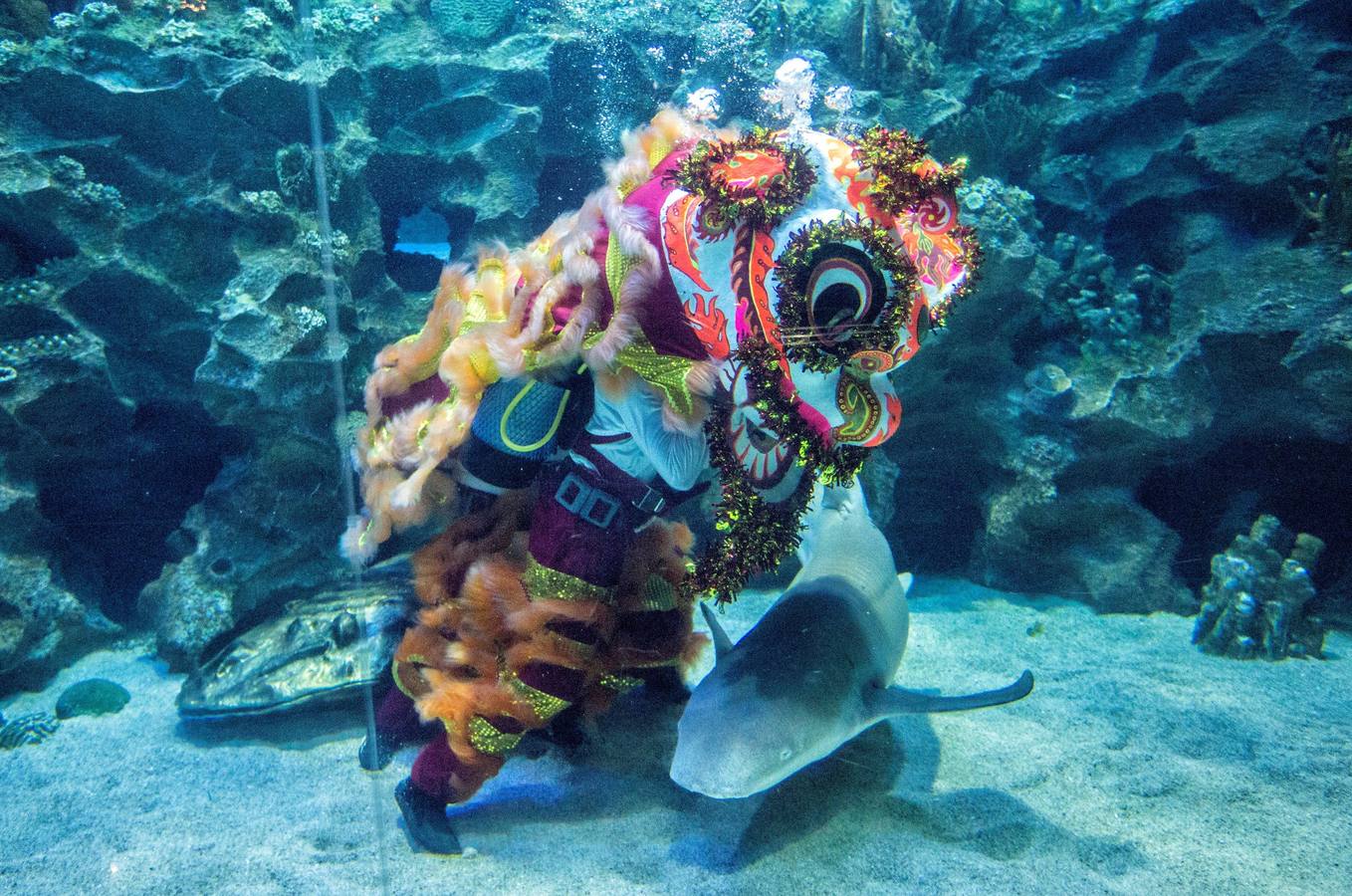 Varios artistas realizan la danza del león dentro y fuera del acuario 'Aquaria KLCC' previo a la próxima celebración del Año Nuevo Chino, en Kuala Lumpur (Malasia). El Año Nuevo Lunar chino, o Festival de Primavera, que se celebra el 5 de febrero de este año, marcará el Año del Cerdo.