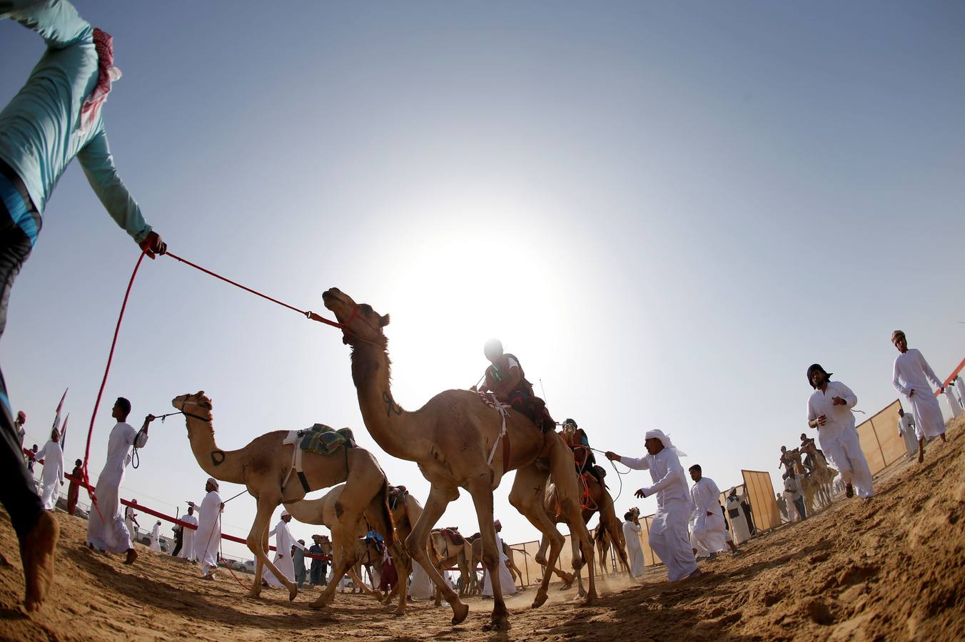 Varios jinetes montan sus camellos durante una carrera disputada dentro del Festival jeque Sultán bin Zayed en el desierto Sweihan, en Al Ain, Emiratos Árabes Unidos.