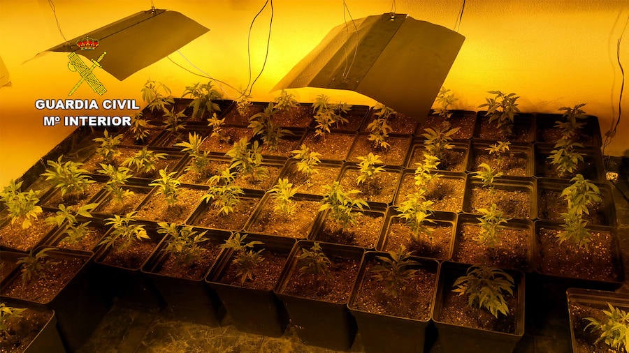 La Guardia Civil desmantela un invernadero clandestino dedicado al cultivo intensivo de marihuana.