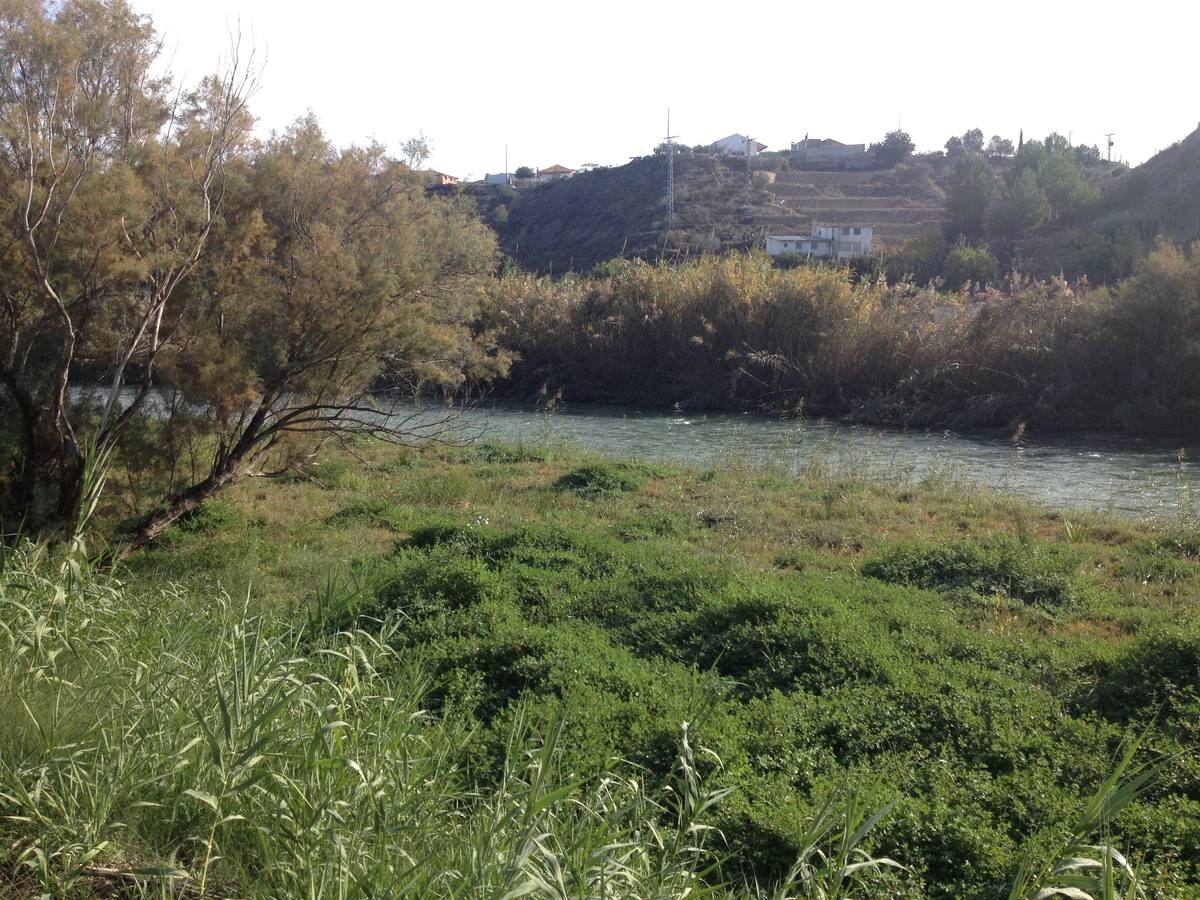El bosque de galería cubrirá amplios tramos de las riberas del río en pocos años