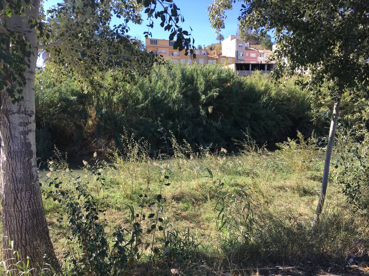 El bosque de galería cubrirá amplios tramos de las riberas del río en pocos años